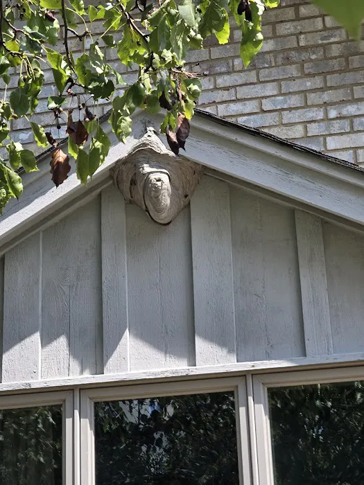 Free Bee Pest Control LLC Picture 8
