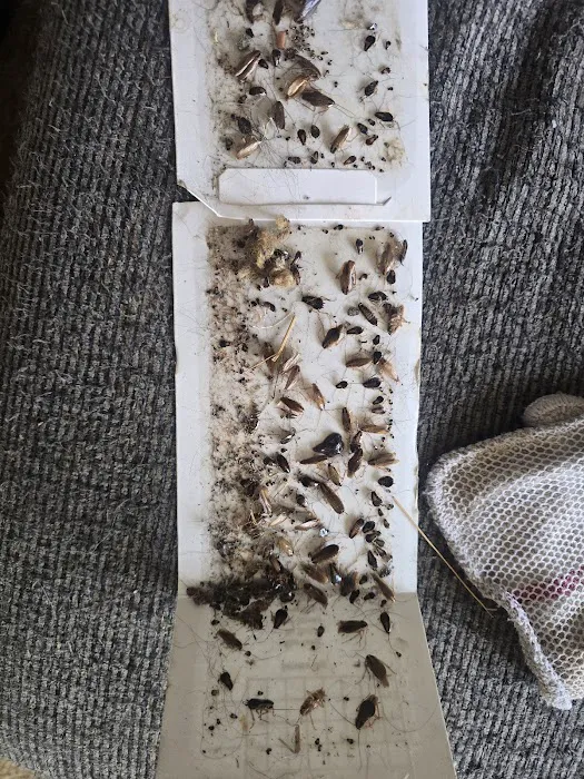 Free Bee Pest Control LLC Picture 1