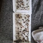 Free Bee Pest Control LLC
