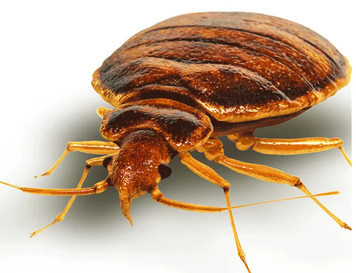 Bed Bug Heater Rentals Oh Picture 5