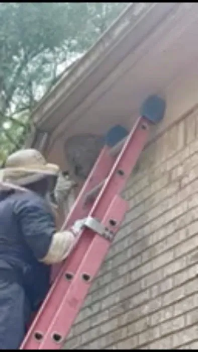 Brown Pest Control Inc Picture 1