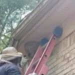 Brown Pest Control Inc