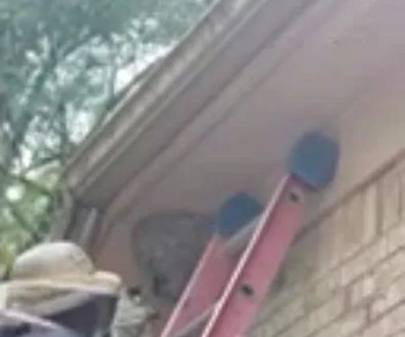 Brown Pest Control Inc
