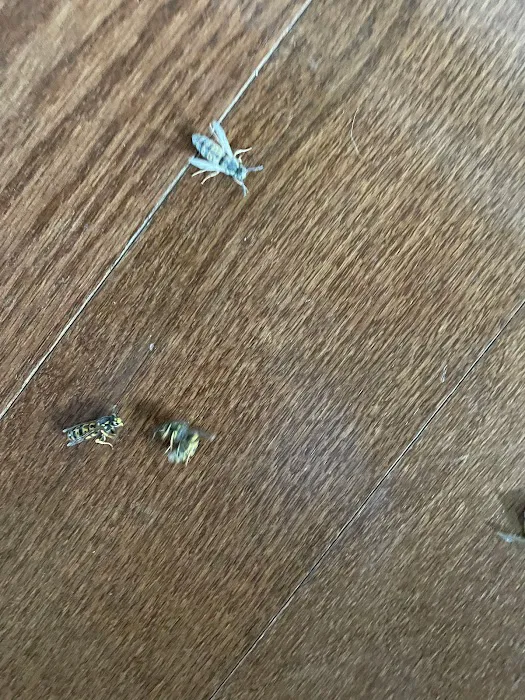 Knight Pest Control Picture 9