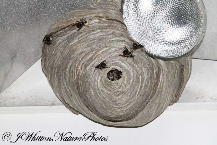 Rose Pest Solutions Fort Wayne Picture 7