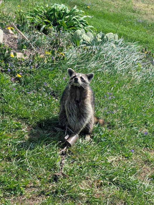 Muddy Waters Wildlife Control Picture 7