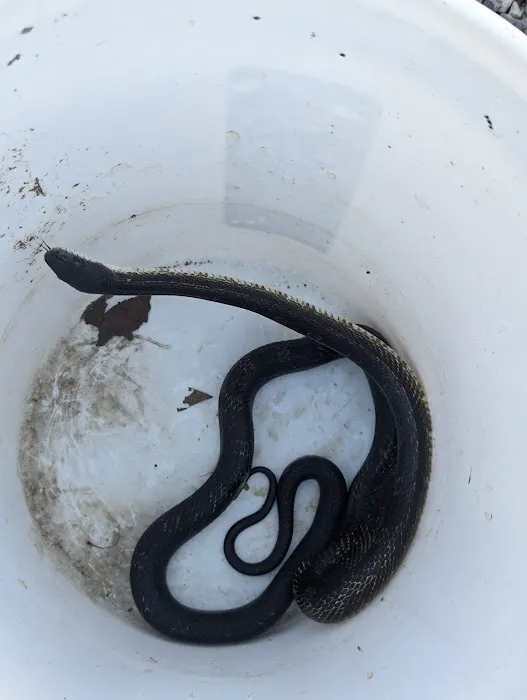 Muddy Waters Wildlife Control Picture 2