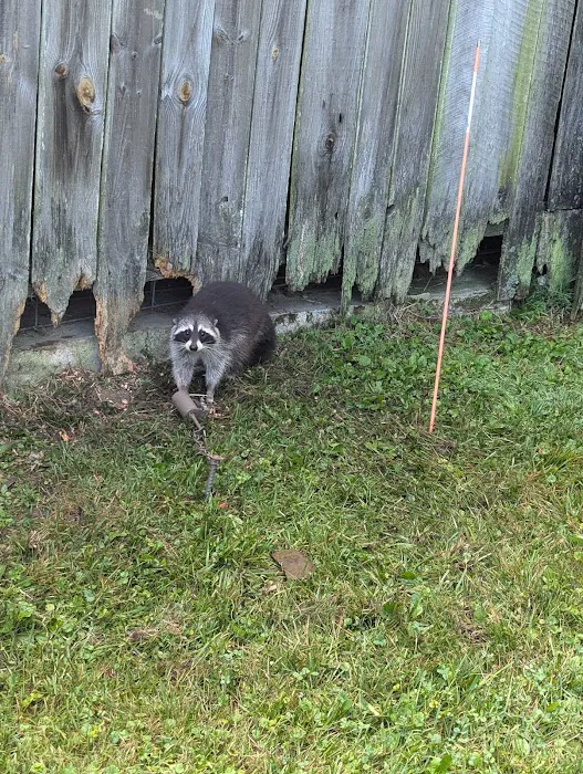Muddy Waters Wildlife Control Picture 5