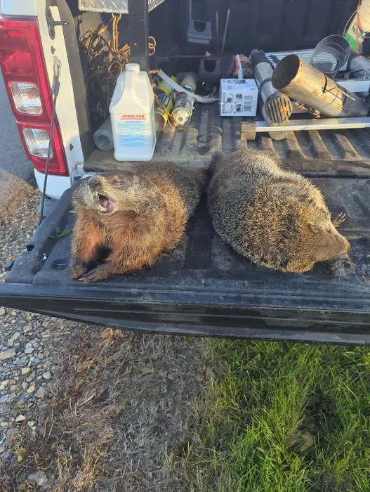 Muddy Waters Wildlife Control Picture 3