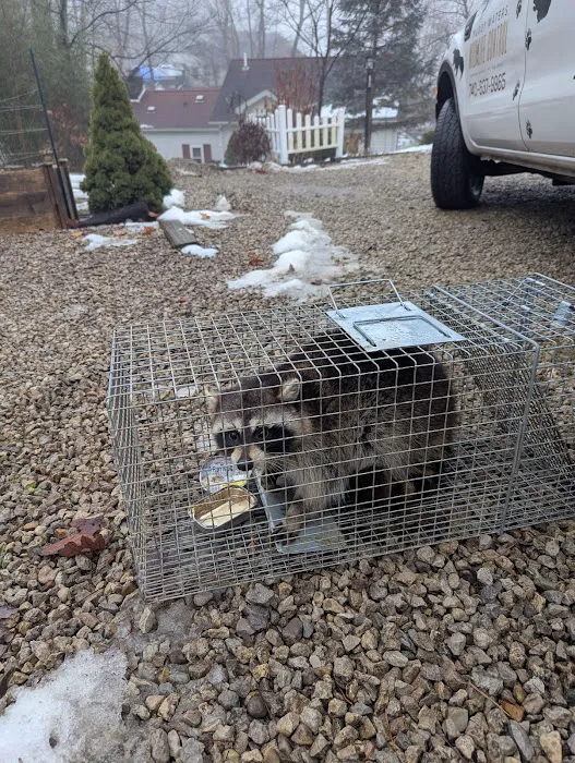Muddy Waters Wildlife Control Picture 4