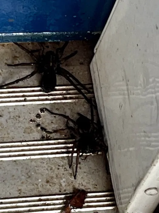 Convenient Termite & Pest Control Picture 5