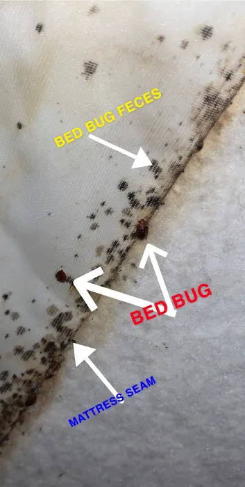 Convenient Termite & Pest Control Picture 2