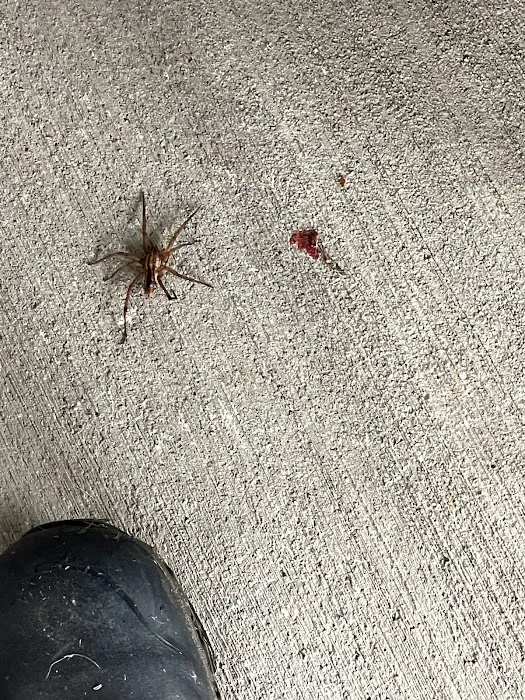 Convenient Termite & Pest Control Picture 1