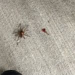 Convenient Termite & Pest Control
