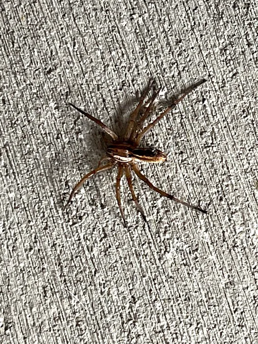 Convenient Termite & Pest Control Picture 7