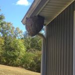 Bee Gone Pest Control