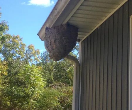 Bee Gone Pest Control