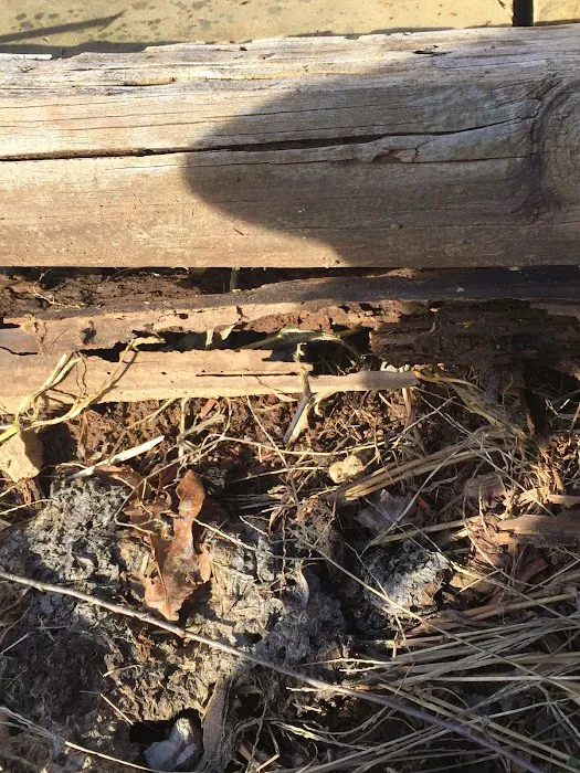 Bee Gone Pest Control Picture 4