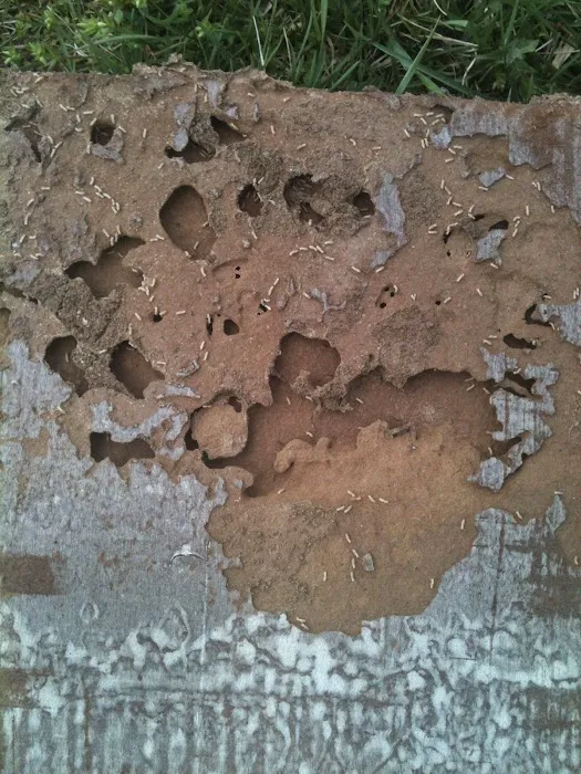 Bee Gone Pest Control Picture 7