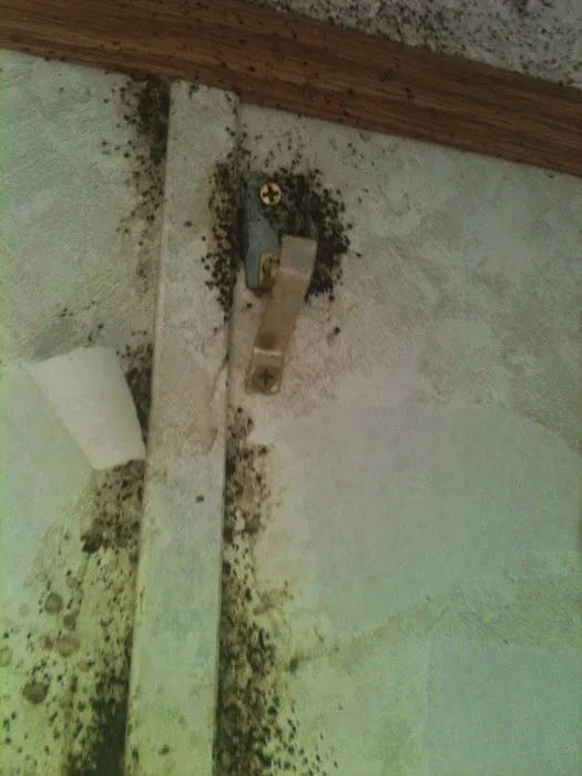 Bee Gone Pest Control Picture 5