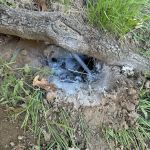 Lamp Pestproof & Wildlife Control