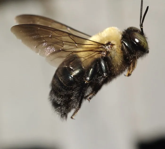 Elite Pest Management LLC Picture 4