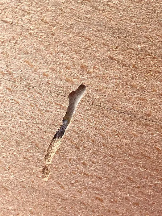 Appalachian Pest Control Picture 4