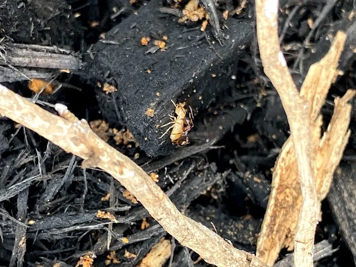 Appalachian Pest Control Picture 5