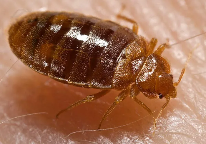 Ultra Pest Control Picture 5