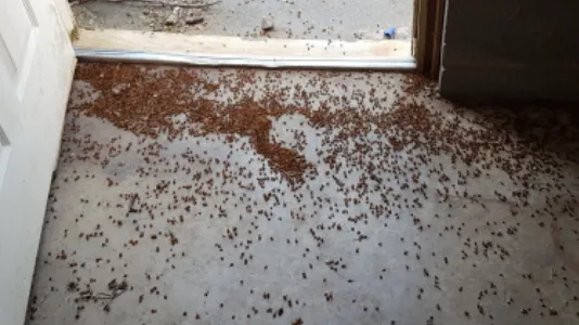 A Bugman Termite & Pest Control Picture 1