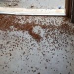 A Bugman Termite & Pest Control