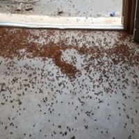 A Bugman Termite & Pest Control ico