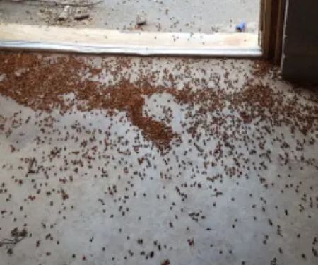 A Bugman Termite & Pest Control