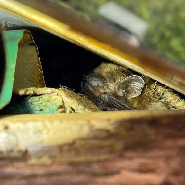 A Better Way Pest Control Picture 6