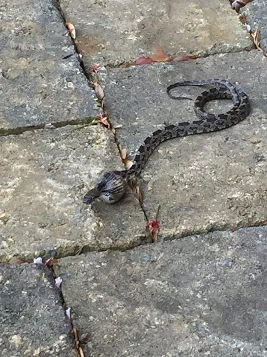 A Better Way Pest Control Picture 3