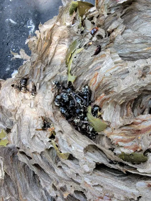 A Better Way Pest Control Picture 9