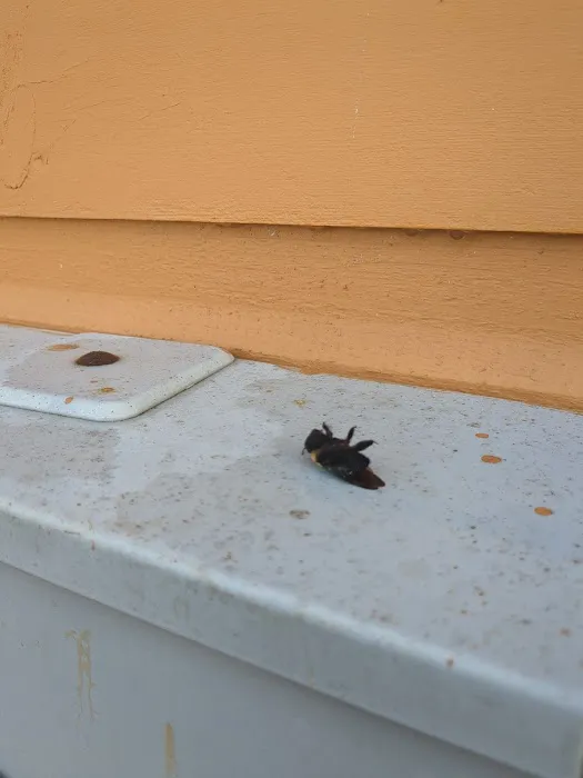 A-1 Pest Control Picture 6
