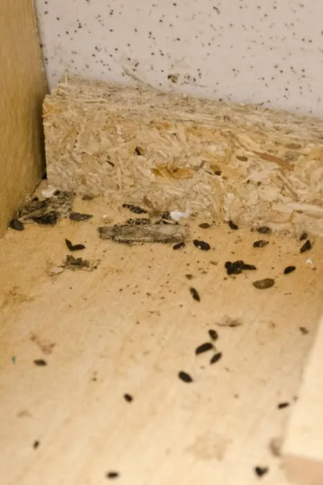 A-1 Pest Control Picture 4