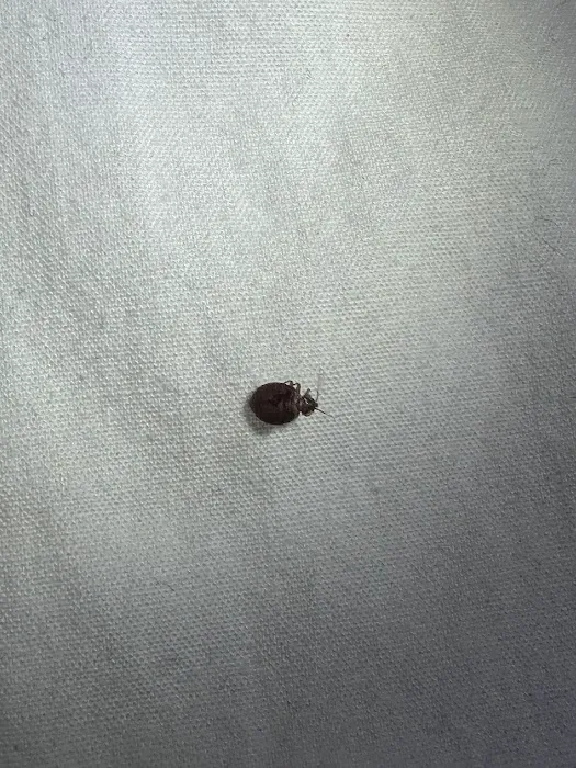 Blue Ridge Mountain Pest Control Picture 9
