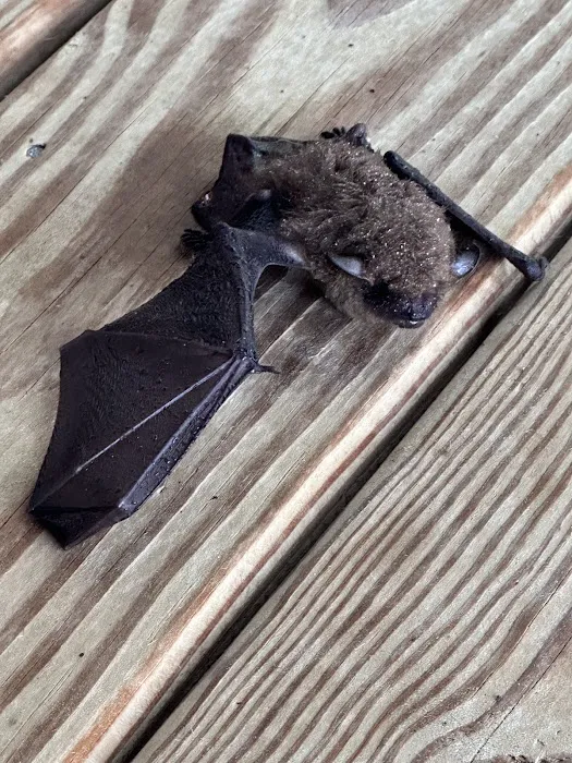 Blue Ridge Mountain Pest Control Picture 8