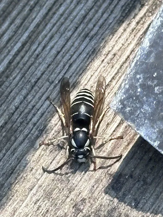 Blue Ridge Mountain Pest Control Picture 6