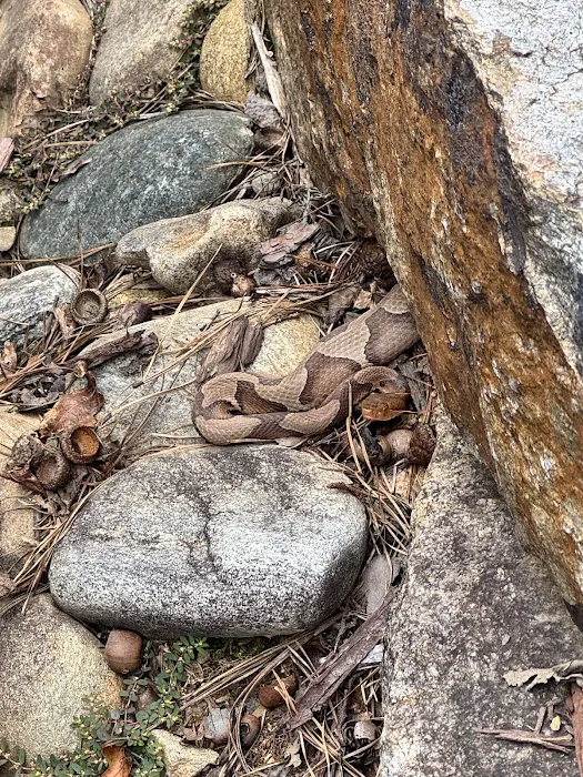 Blue Ridge Mountain Pest Control Picture 10