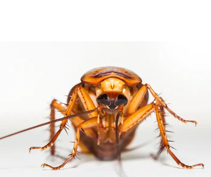 Albemarle Termite & Pest Control , Inc Picture 8