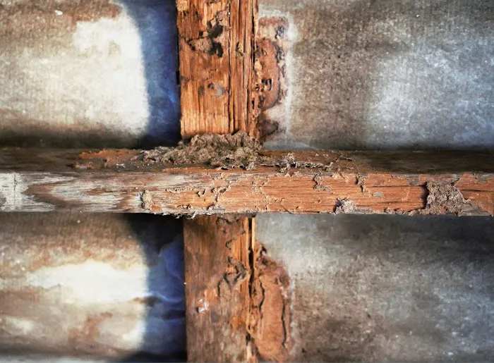 Albemarle Termite & Pest Control , Inc Picture 6