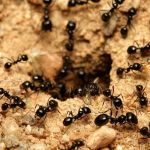 Masonic Temple Pest Control