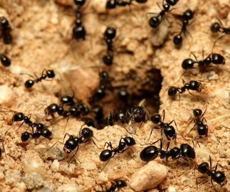 Masonic Temple Pest Control