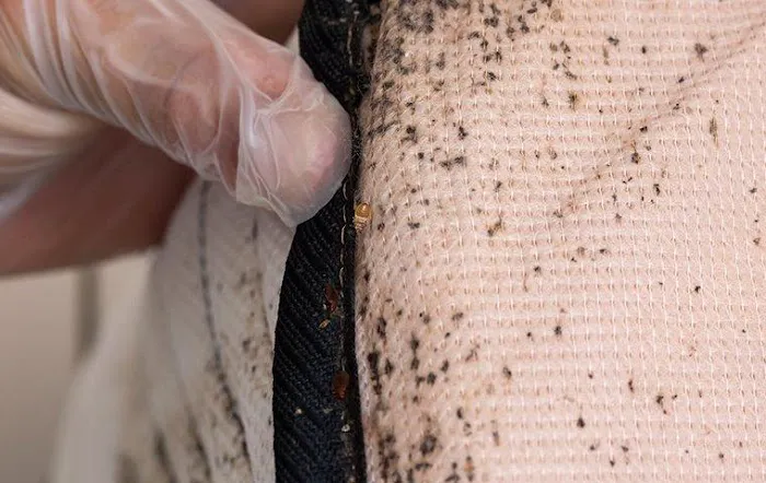 Bug-N-A-Rug Exterminators Picture 1