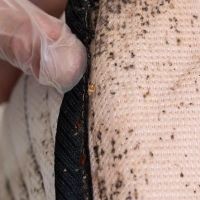 Bug-N-A-Rug Exterminators ico