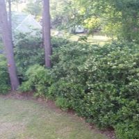 Cut & Clean Lawn Care Inc. ico
