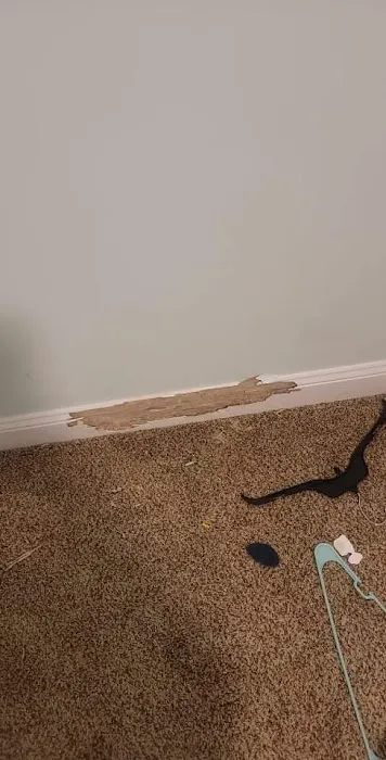 Canady's Termite & Pest Control Picture 3